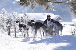 Lenk 2013